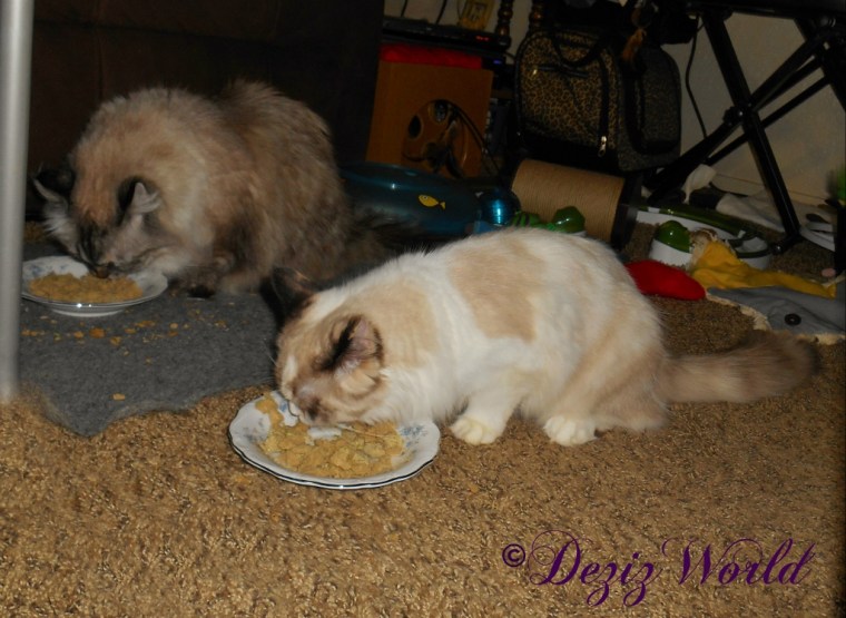 Dezi and Raena eat breakfast next to each other