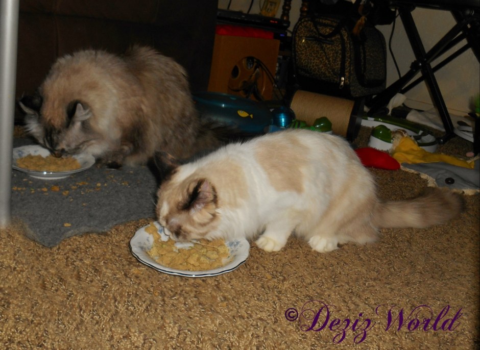 Dezi and Raena eat breakfast next to each other