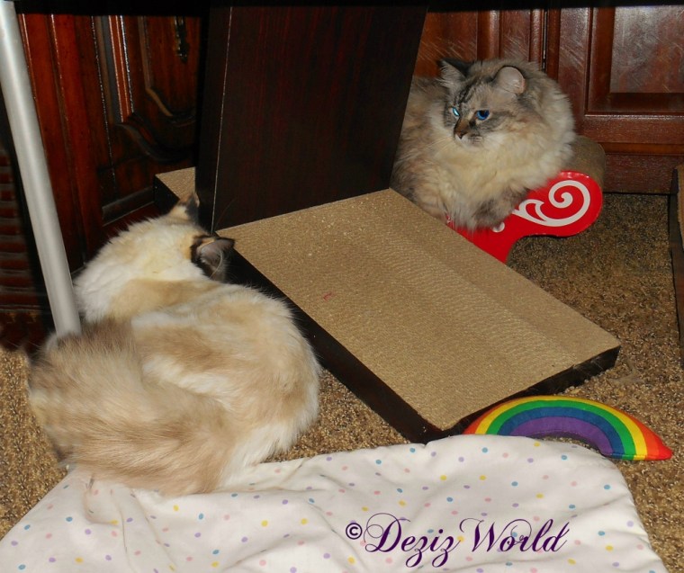 Dezi and Raena chatting over the cat scratchers.