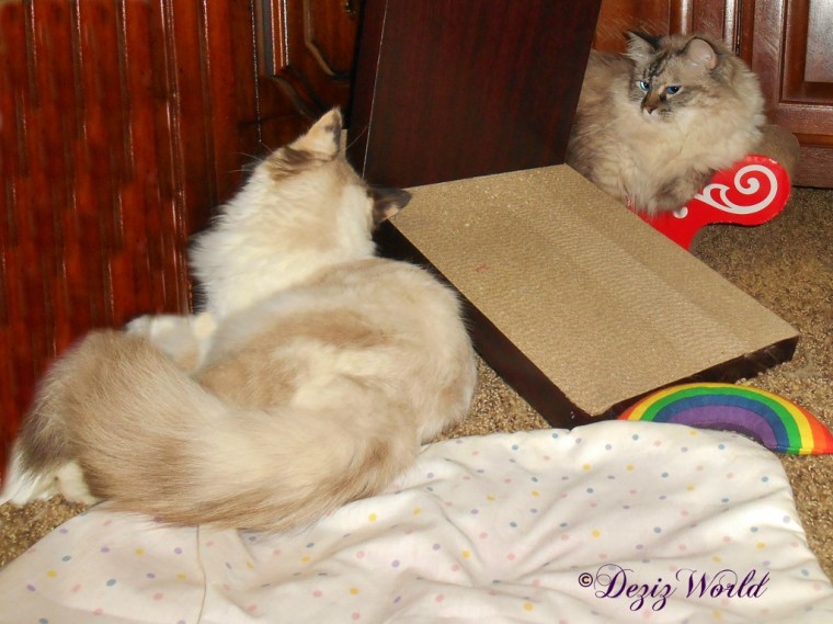 Dezi and Raena lay on cat scratchers