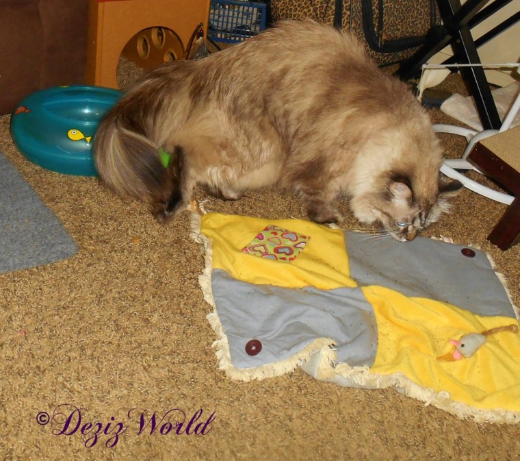 Dezi sniffing the catnip mat and toys