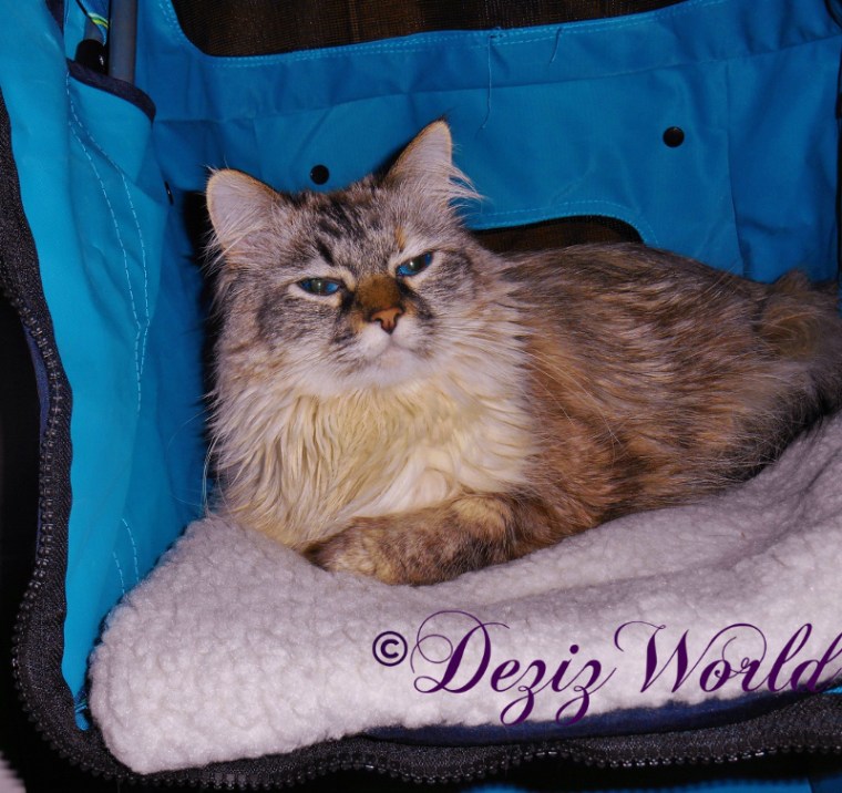 Dezi chilling in the stroller