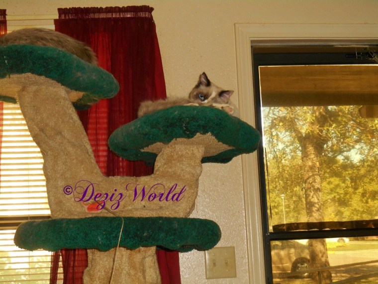 Raena bathes herself atop the Liberty tree