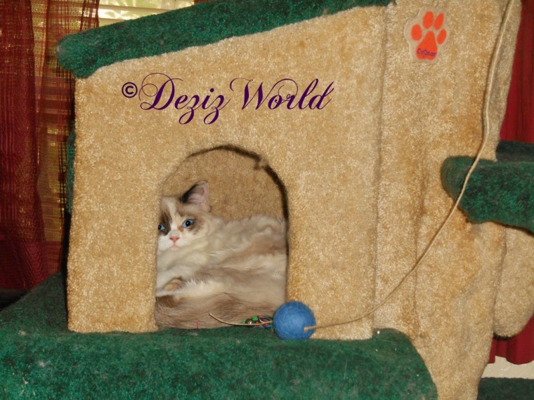 Raena in cat tree house with toy