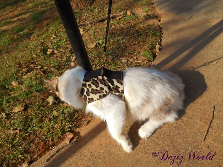 Raena outside in her walking harness