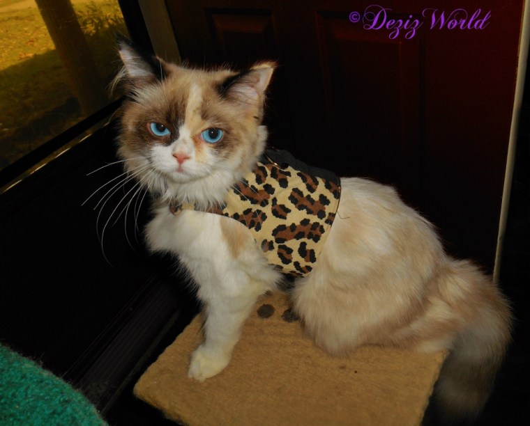 Raena posing in her harness on the small cat perch