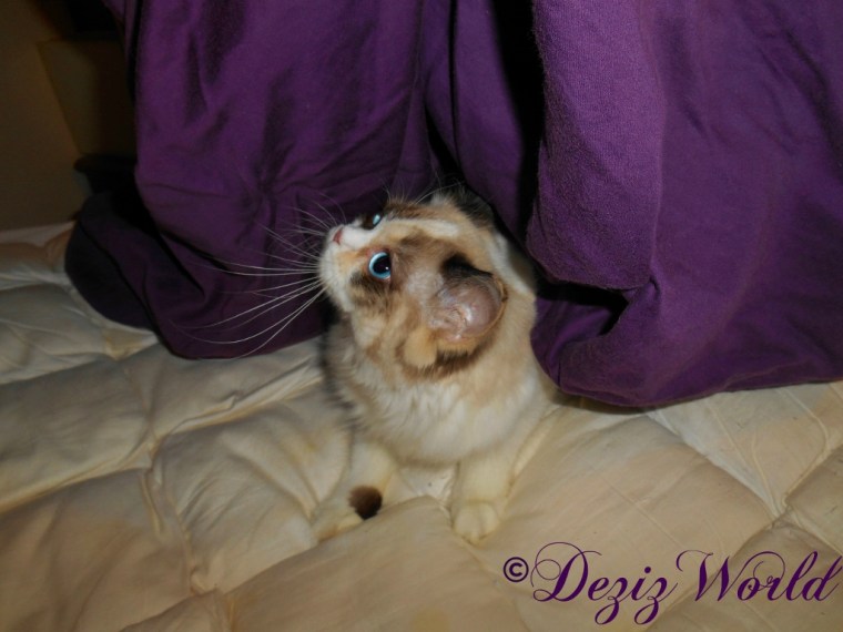 Raena under sheet while bed is unmade