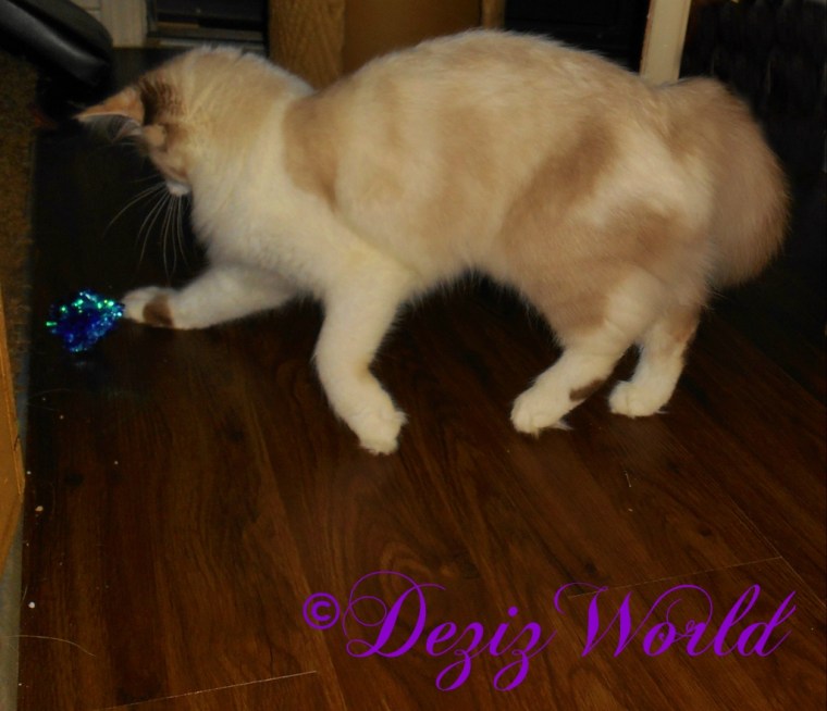 Raena plays with the crinkle ball from the Kong incline cat scratcher