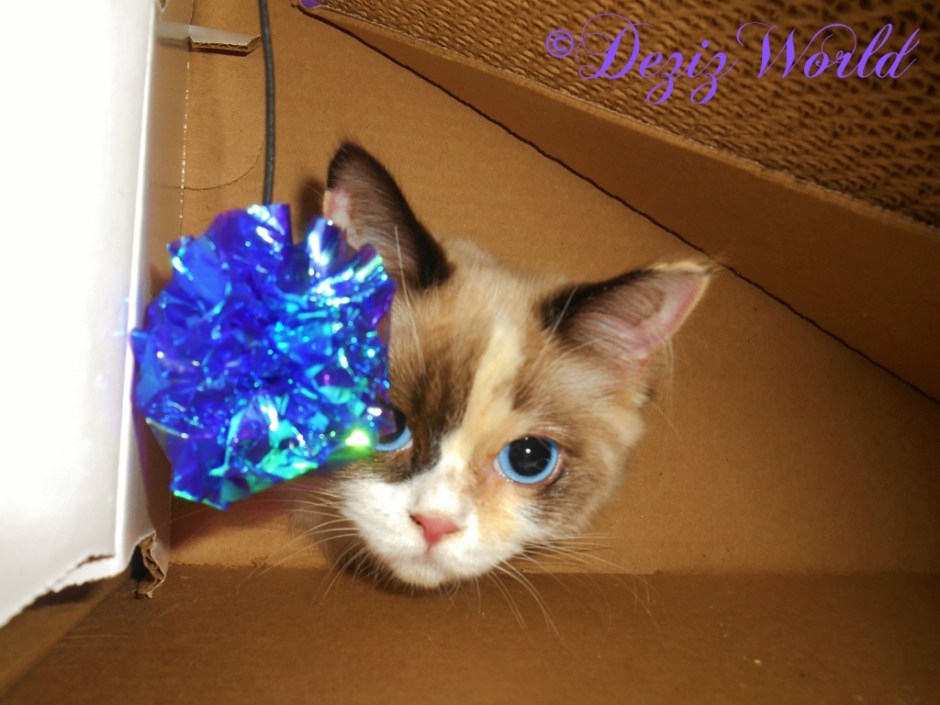Raena pokes her head through the hole of the Kong incline scratcher