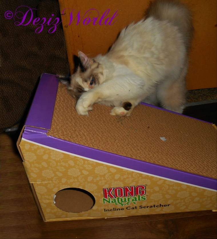 Dezi scratches the Kong Incline scratcher