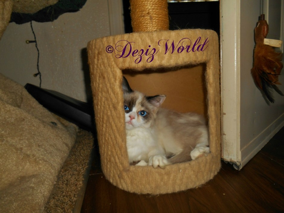 Raena laying inside the small perch and looking out