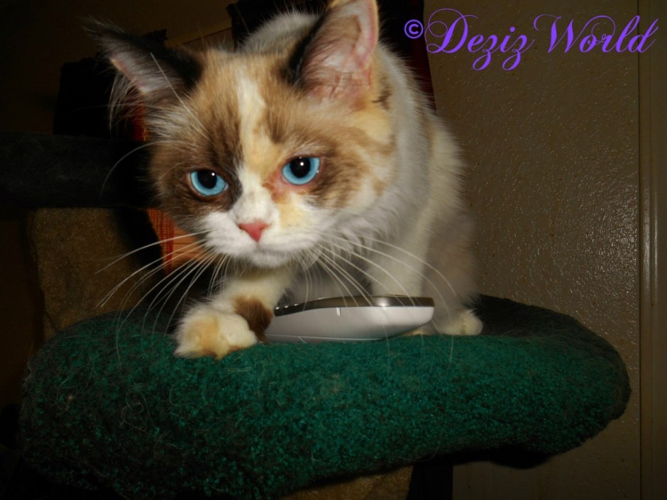 Raena learning to dial the phone.