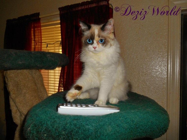 Raena learning to dial the phone.