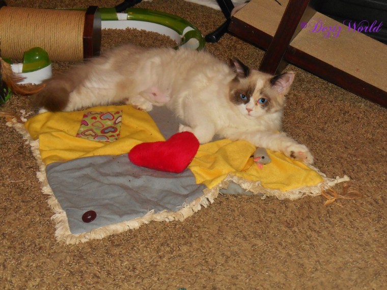 Raena laying on the nip mat after her spay day
