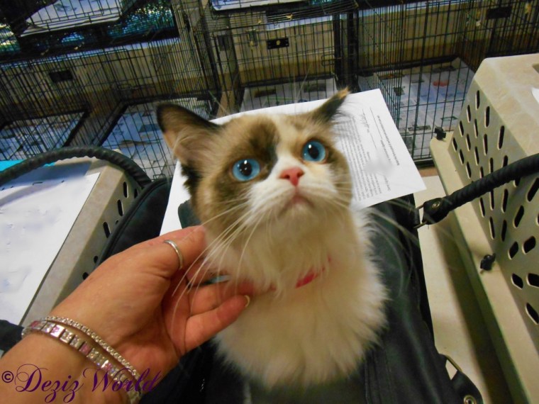 Raena waiting for her spay surgery