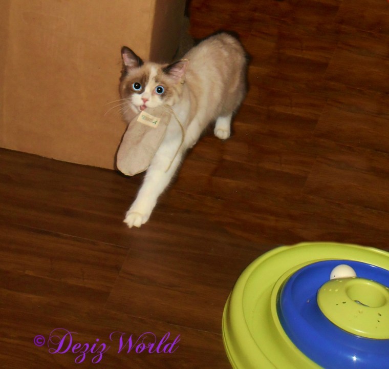 Raena carrying her new nip toy