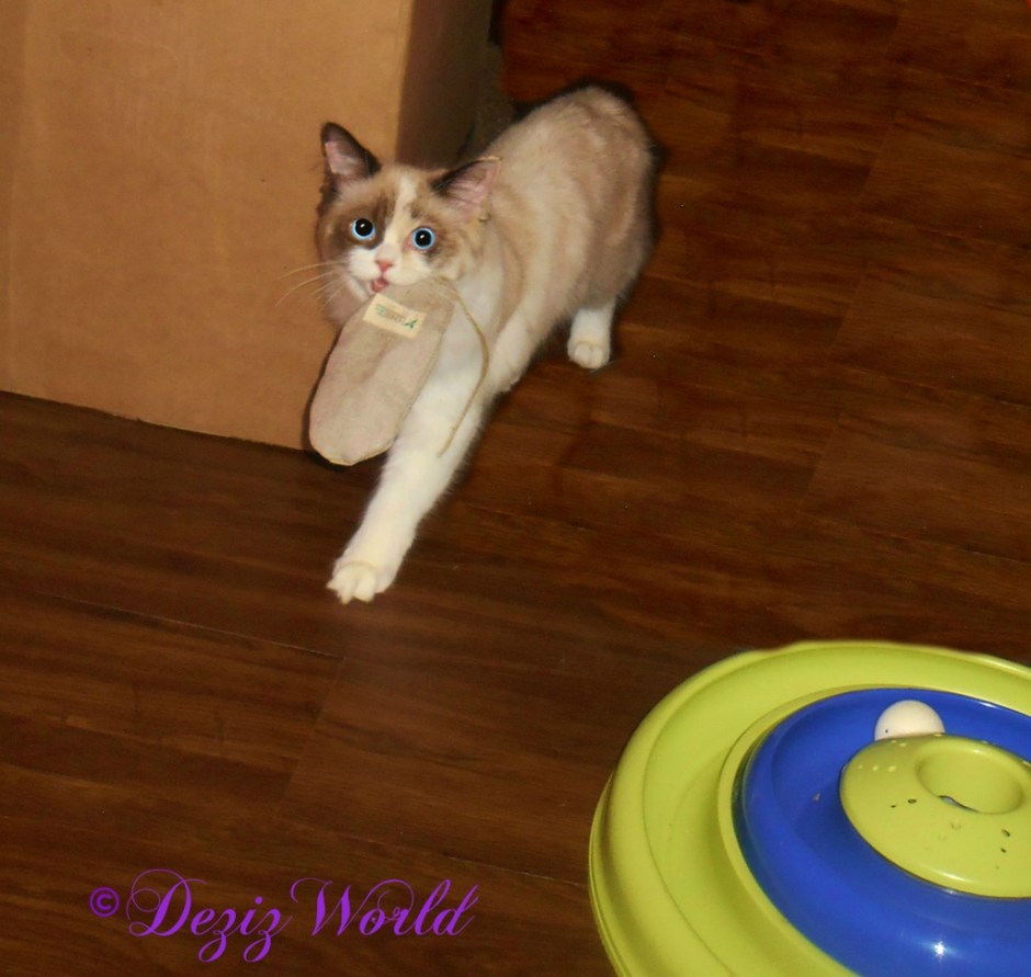 Raena carrying her new nip toy