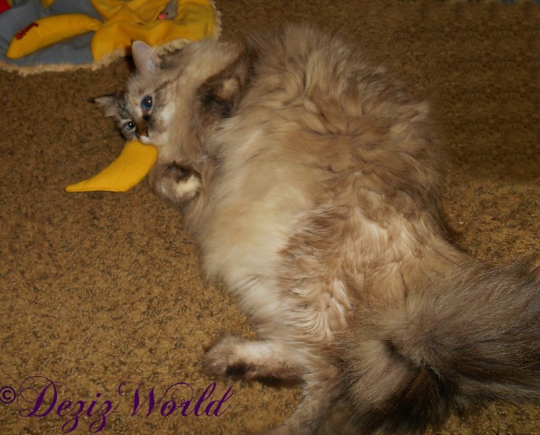 Dezi plays with her new birthday nip nana