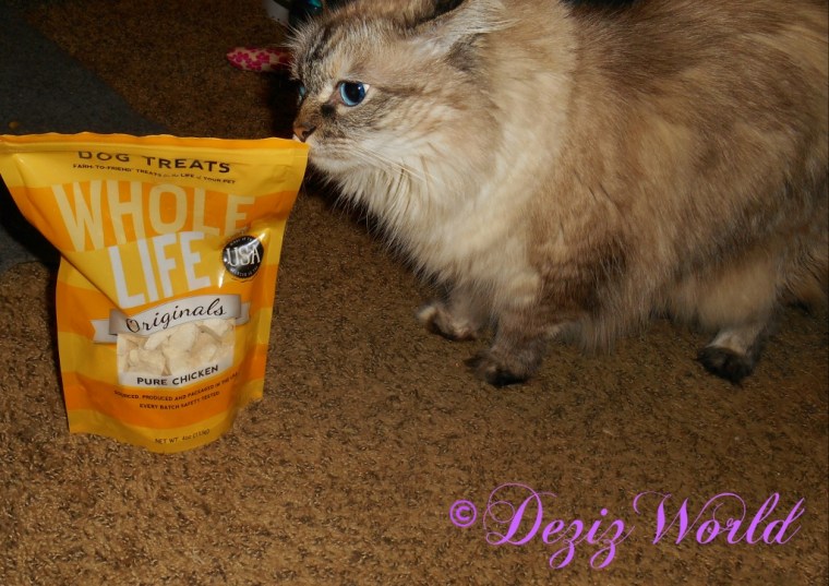 Dezi sniffs the Whole Life chicken breast treats aunty Jeanne sent for her birthday