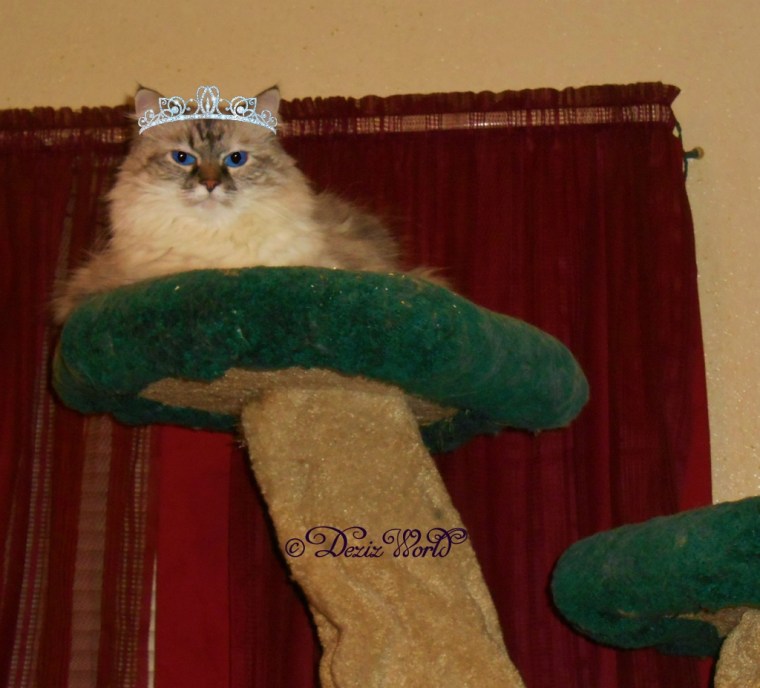 Dezi with a tiara sitting on the Liberty cat tree