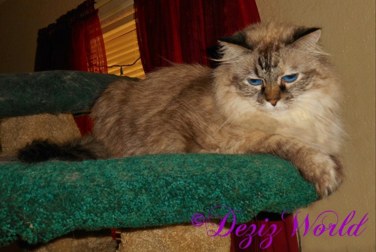 Dezi lays on the cat tree