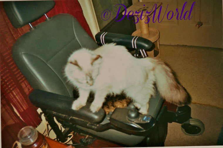 Young Dezi standing on whaeelchair arm with Lexi laying beside her