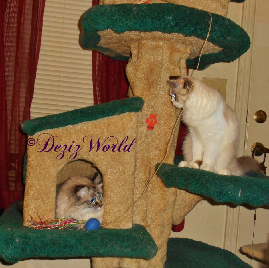 Dezi and Raena on Liberty Tree looking at each other