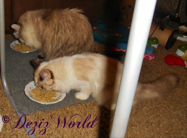 Dezi and Raena eating