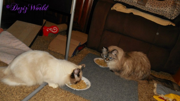 Dezi watching Raena while they eat