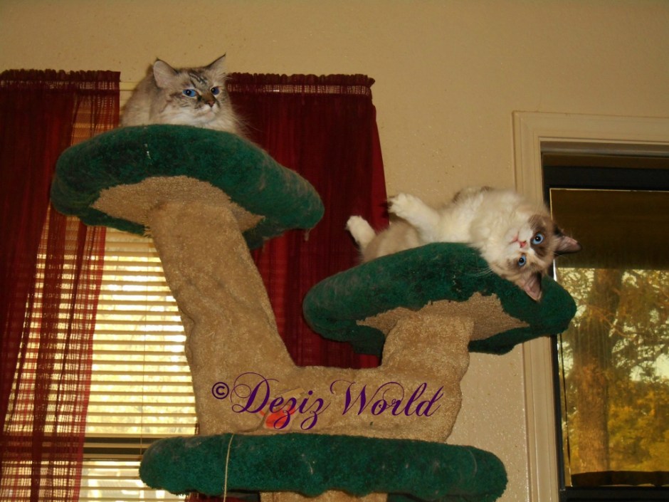 Dezi and Raena laying on the Liberty cat tee