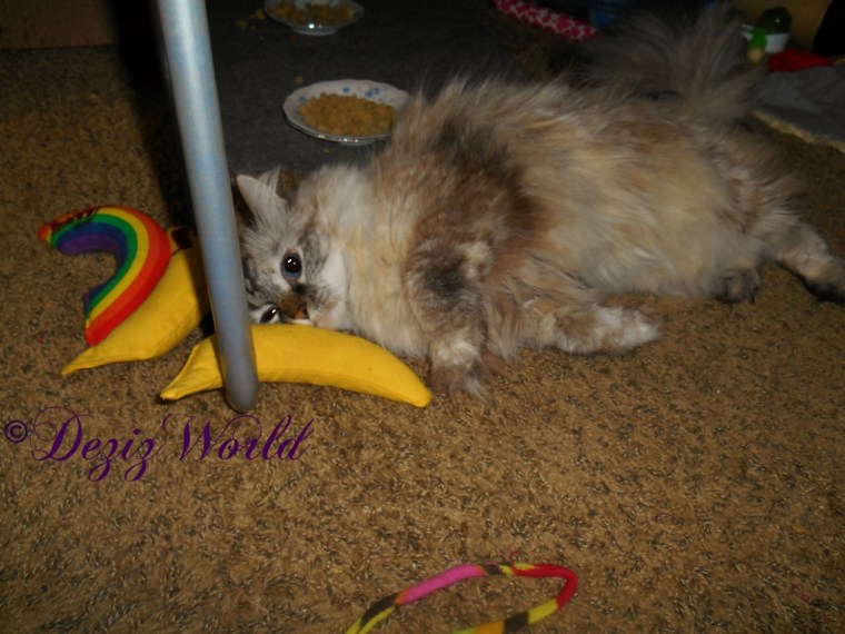 Dezi plays with nip nana