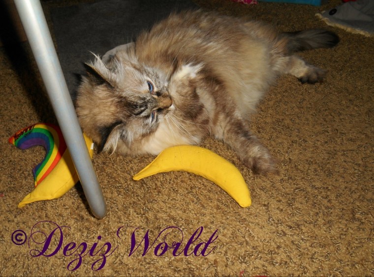 Dezi cleans paw while playing with the nip nana