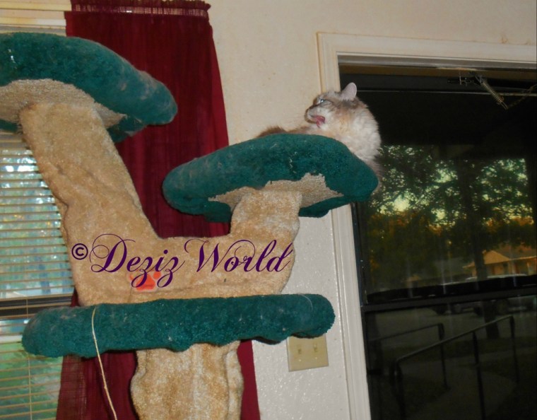 Dezi laying on cat tree with mouth open