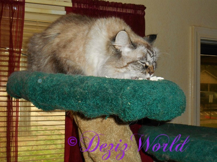 Dezi eats her freeze dried chicken breast treats for her birthday