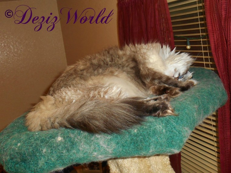 Dezi trying to nap on the Liberty cat tree