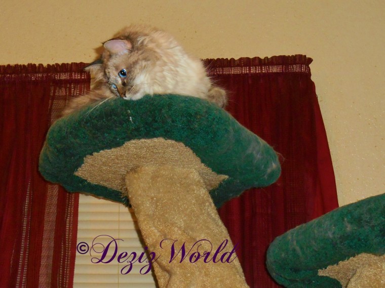 Dezi atop the Liberty Cat Tree looking down