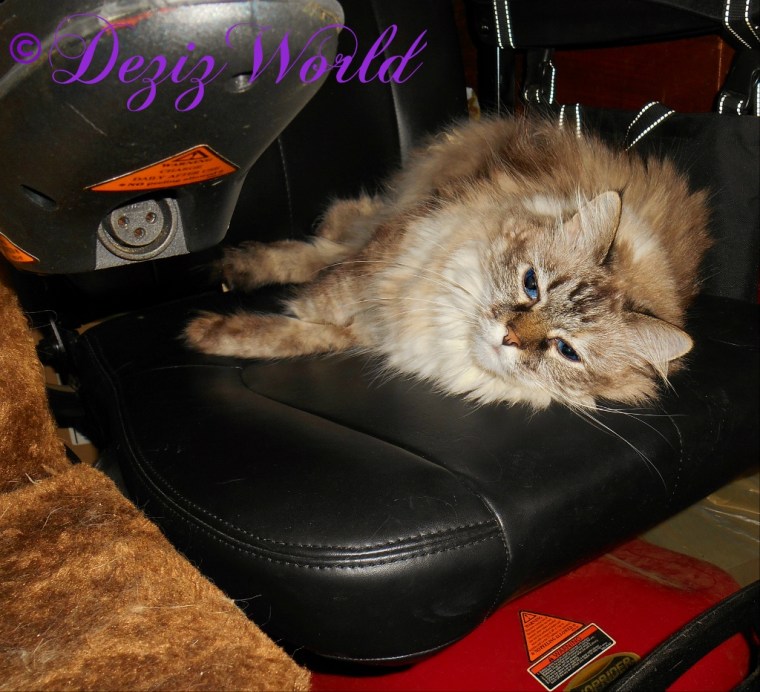 Dezi lays in the Wheelchair