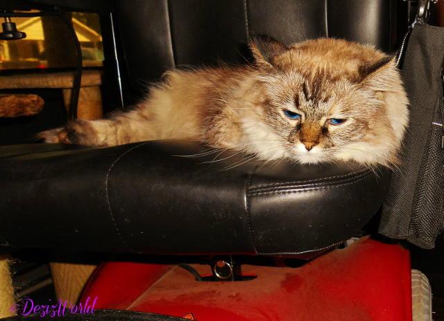 Dezi laying in wheelchair