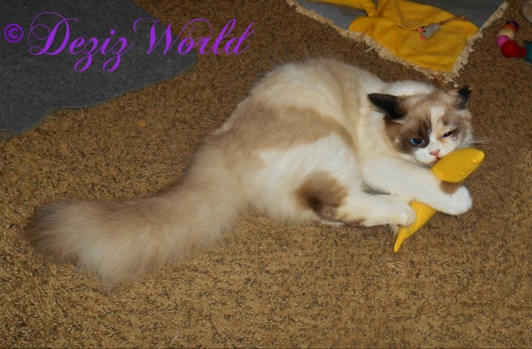 Raena plays with the Yeowww nip nana