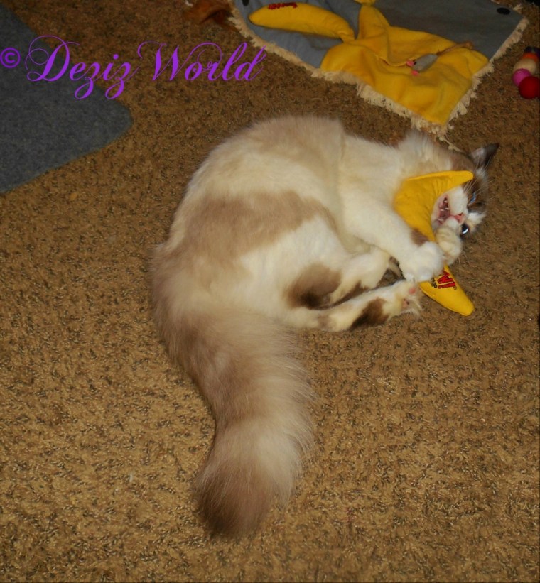 Raena plays with the Yeowww nip nana