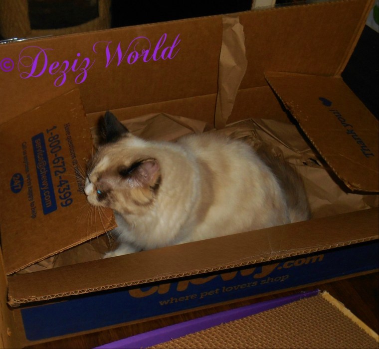 Raena bites chewy box out of frustration