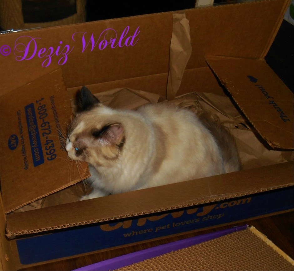 Raena bites chewy box out of frustration