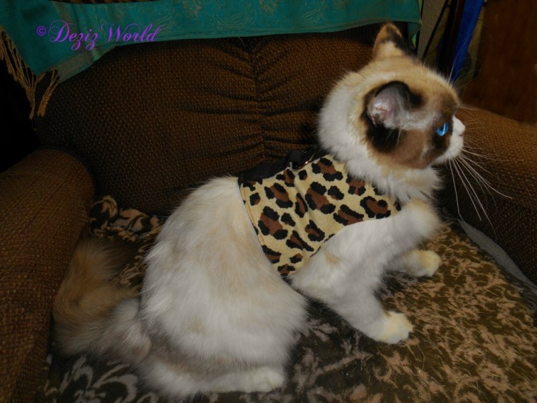 Raena in her harness