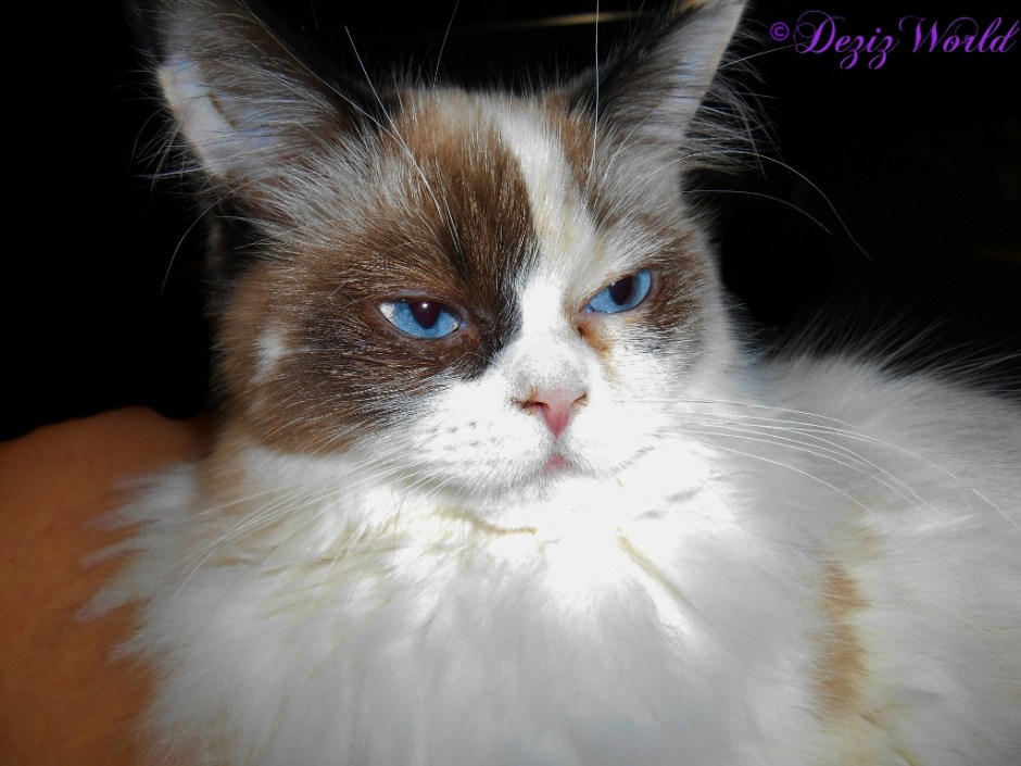 Raena laying in lap up close