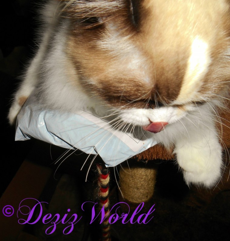 Raena sniffing the nip nanner package