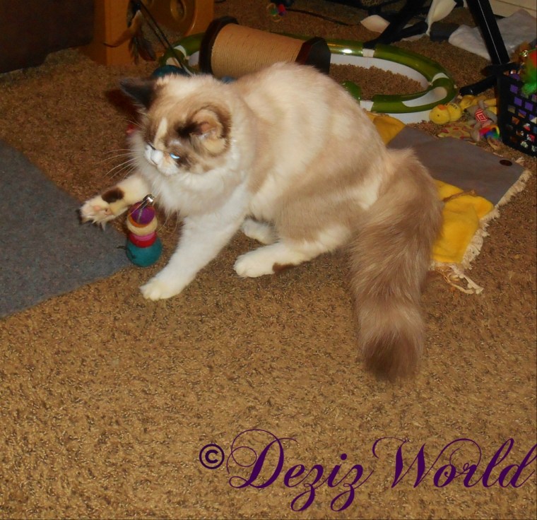 Raena playing with natural nip toys