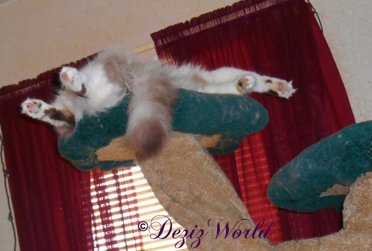 Raena conked out on the Liberty cat tree