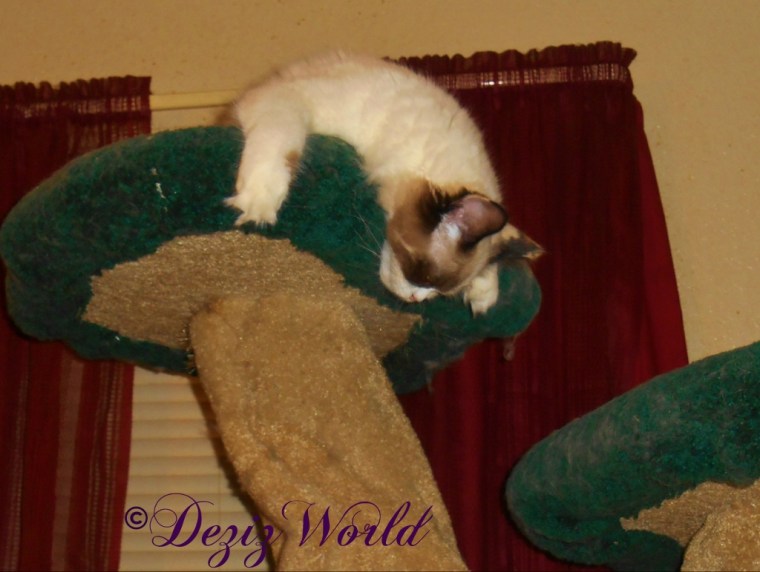 Raena concked out atop the Liberty cat tree