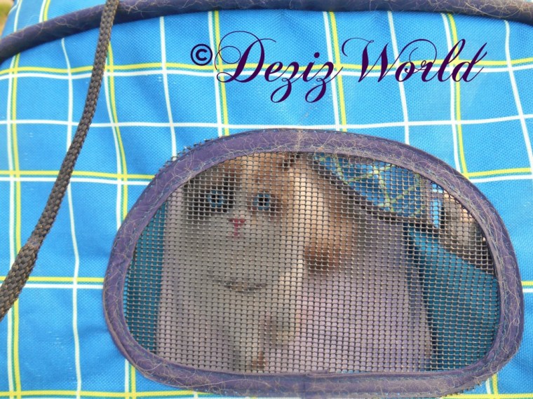 Raena in stroller looking out the back