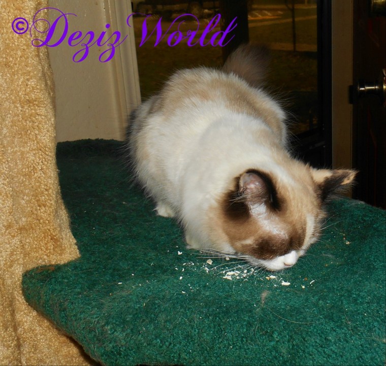 Raena eating freeze dried chicken treats